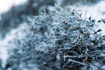 Frozen flowers