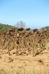 Fototapeta na wymiar Various dried sunflower flowers in plantation, Provence-Alpes-Côte d'Azur region, Var, France