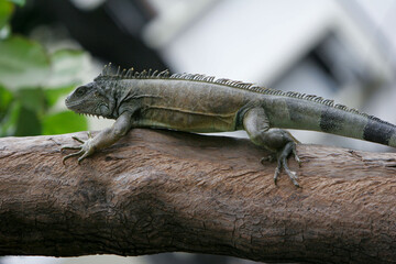 Iguana sobre tronco
