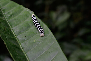 Oruga bicolor blanco y negro sobre una hoja en la selva