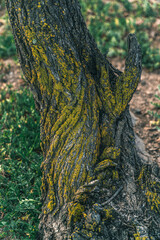 autumn leaves on a tree