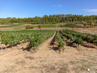 Fototapeta na wymiar Vine plantation in the Provence-Alpes-Côte d'Azur region, Var, France