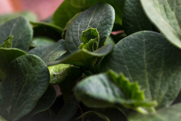 close up of a squash leaf