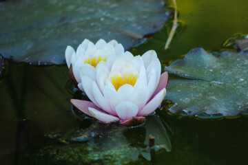 Pink water Lotus