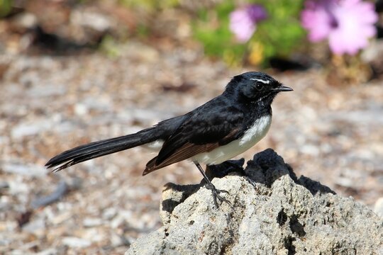 Willie Wagtail (Rhipidura Leucophrys) South Australia