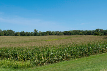 Fototapeta na wymiar cornfield farming sky
