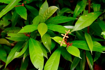 red and green leaves
