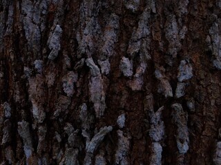 bark of a tree rough texture