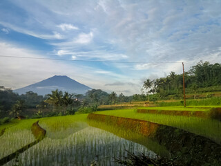 Obraz premium landscape with rice fields and mountain in indonesia