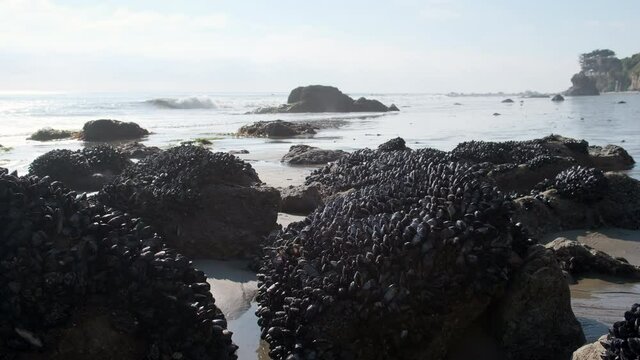 Rocks Covered In Mussels On California Beach