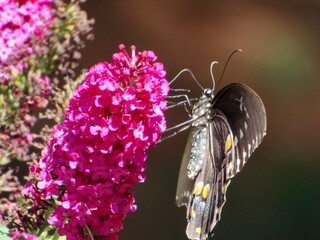 Black Swallowtail Butterfly on a flower 