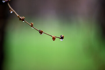 close up of a branch and rain 