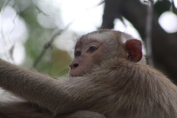 Monkey in a tree