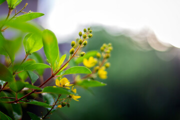 leaves in the sun