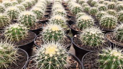 Various Species of Cactus in Natural Exotic Succulents Farm