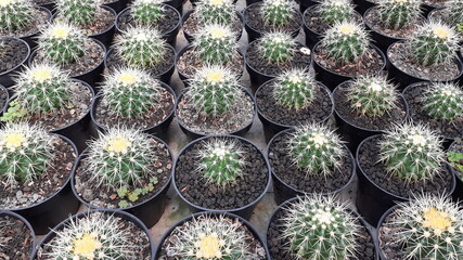 Various Species of Cactus in Natural Exotic Succulents Farm