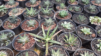 Various Species of Cactus in Natural Exotic Succulents Farm