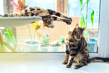 Two cute bengal kittens gold and chorocoal color laying on the cat's window bed playing and fighting.