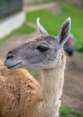 red llama side portrait close-up standing outdoors
 
