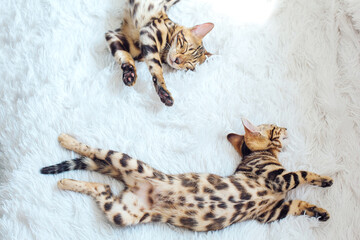 Two Bengal cats laying on the white background.