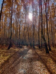 autumn in the forest