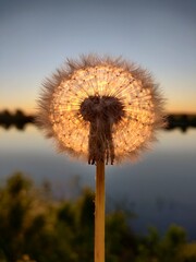 dandelion on sunset