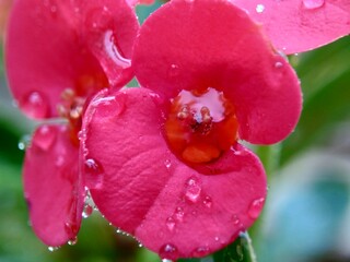 Close up Euphorbia milii (crown of thorns, Christ plant, Christ thorn, Corona de Cristo, coroa de...
