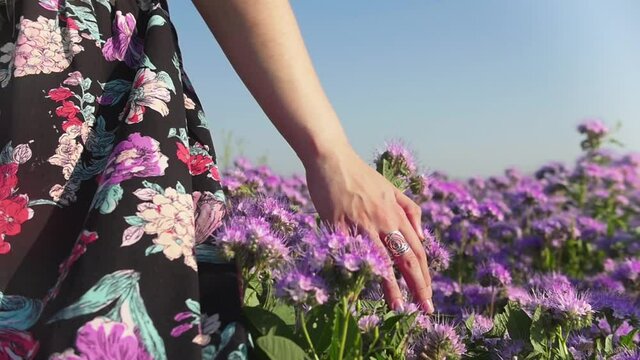 Young woman in dress walking on the flower field and touching the flowers with her fingers