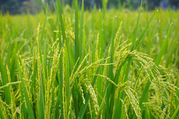 Green rice fields in the countryside, agricultural concept 