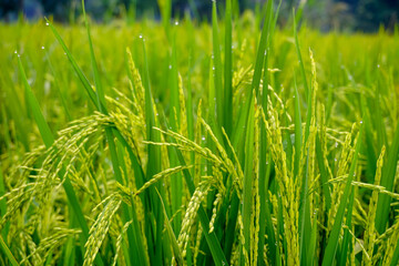 Fototapeta na wymiar Green rice fields in the countryside, agricultural concept 