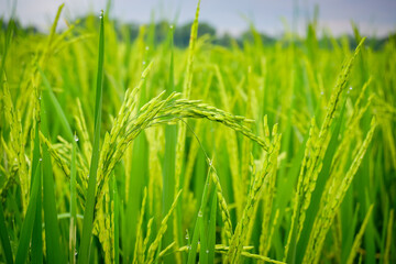 Green rice fields in the countryside, agricultural concept 