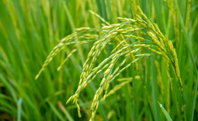 Green rice fields in the countryside, agricultural concept 
