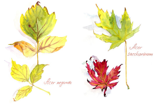 set of autumn maple leaves Acer negundo and Acer saccharinum, watercolor drawing on a white background