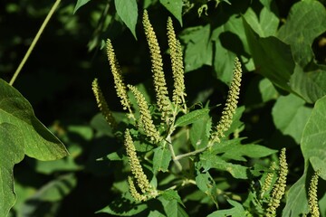 Ragweed /  Asteraceae annual grass /  A plant that causes hay fever
