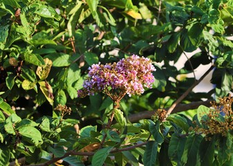 butterfly on a flower