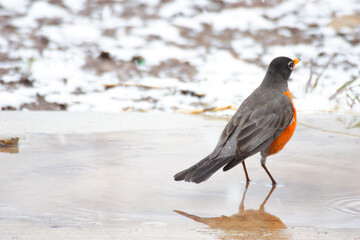 Robin in Puddle