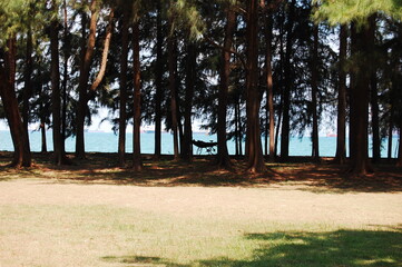 熱帯のビーチ沿いの木立に見えるハンモックと自転車