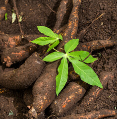 Manihot esculenta - Cassava harvest on the ground with the plant leaf