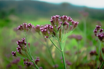 flowers in the field