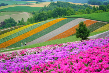Fototapeta na wymiar 北海道の花畑