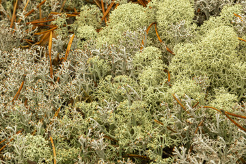 The texture of moss in the forest on the ground in summer