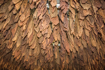 tobacco leaves drying