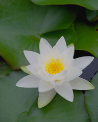white water lily