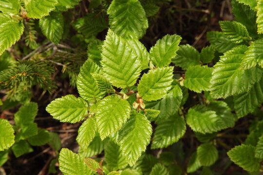 Bright shiny green Alder (Alnus) leaves in Beartooth Mountains, Montana