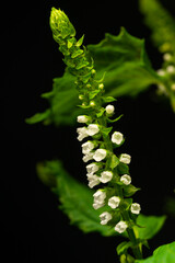 Flower and axis of Japanese green basil (Perilla frutescens var. crispa)