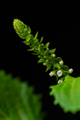 Flower and axis of Japanese green basil (Perilla frutescens var. crispa)