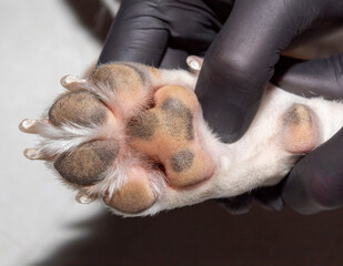 The foot pads of a healthy dog during a medical examination