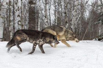 Fototapeta na wymiar Pair of Grey Wolves (Canis lupus) Stalk Right Winter