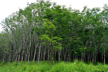 Fototapeta premium Green rubber plantation on white