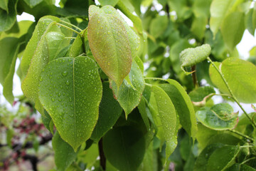  Water drops on leaves , macro, nature background